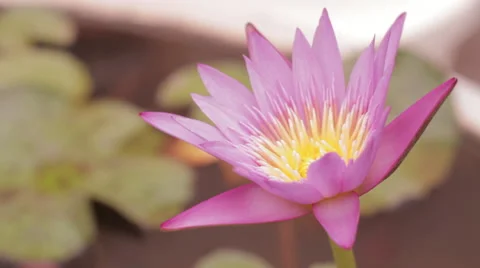 Close-Up 3/4 Flower Head Isolated Stock Footage 42800185