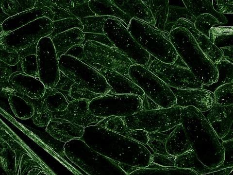 Close up of 3d microscopic bacteria, 3D rendering Bacteria closeup, virus or Stock Photos