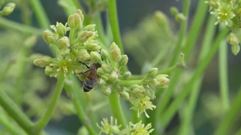 Close up 4K bee pollination on Hass avocado flowers in Peruvian orchard Video stock 348116906