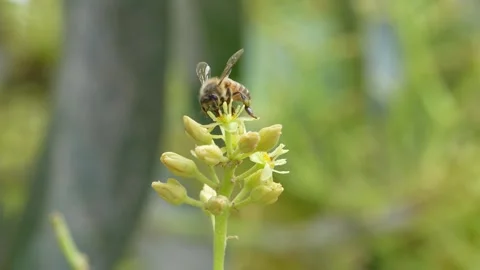 Close up 4K bee pollination on Hass avocado bloom in Peruvian orchard 스톡 동영상 348118618