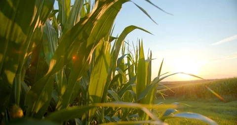 Close Up 4K, Corn Farm, Crops at Sunset, Cinematic Stock Footage 115042274
