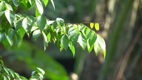 Close-up 4K High-Quality Video of Carambola Leaves Stock Footage 295873700