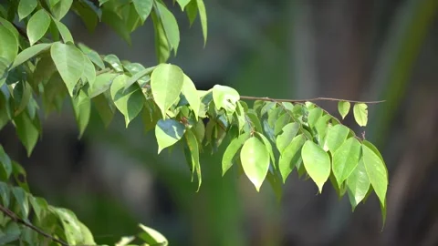 Close-up 4K High-Quality Video of Carambola Leaves Stock Footage 295943235
