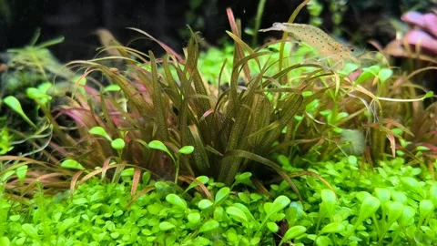 Close-Up 4K Macro Shot of Shrimp Grazing on Driftwood in Planted Aquarium Stock Footage 314460929
