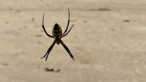 Close up 4k Macro Shot of Yellow Garden Spider - Argiope aurantia in driveway. Stockbeeldmateriaal 347990539