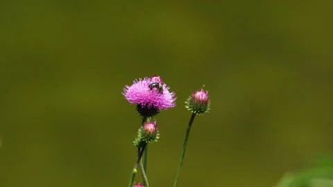 Close-up 4k shot of bee and butterfly sitting together on a purple flower. Stock Footage 171352069