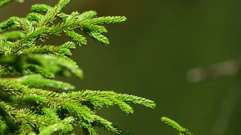 Close-up 4k shot of pine tree leaf. Stock Footage 171351964