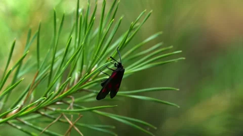 Close-up 4k shot of red black spotted butterfly perched on pine leaves. Stock Footage 171352946