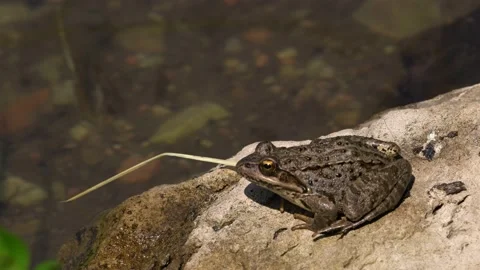 Close-up 4k shot of a young frog. Stock Footage 171351388