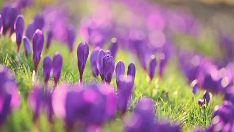 Close-up 4K slow motion of crocuses blooming on lush green grass in a gentle Stock Footage 297899958