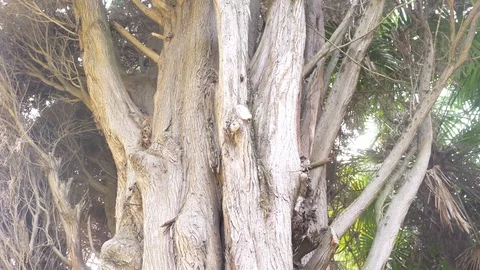 Close, 4k, slow-motion. trunk and branches of giant evergreen cypress Vídeo Stock 87124067