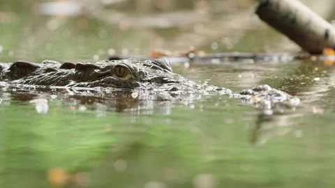 Close Up 4K Static Shot On The Head And Eyes Of An American Alligator In Water Stock Footage 285864618