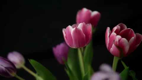 Close-up 4K Time Lapse of tulips on black background. tulips 4K footage Stock Footage 151894040