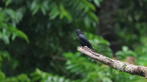 Close up 4k video of a black drongo bird resting on a bare tree branch. Stock Footage 340836858