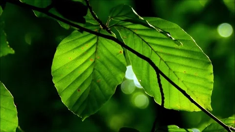 Close-up 4K video of green leaves with bokeh background Stock Footage 276632402