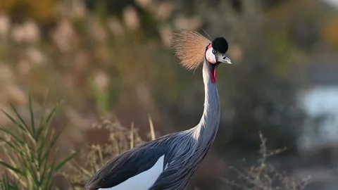 A close up 4k Video of a Grey Crowned Crane Stock Footage 310721532