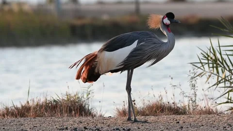 A close up 4k Video of a Grey Crowned Crane Stock Footage 310721585
