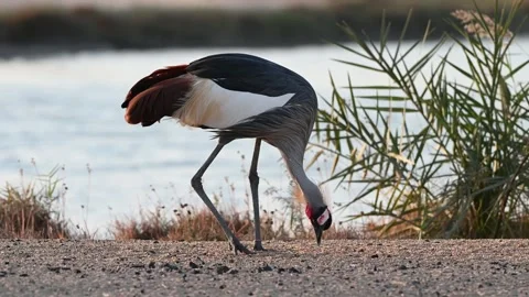 A close up 4k Video of a Grey Crowned Crane Stock Footage 310721619