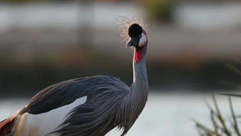 A close up 4k Video of a Grey Crowned Crane Stock Footage 310721649