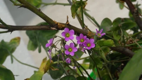Close up 4k video of a pink colored weed flower in the garden Video stock 304275054