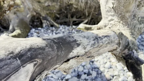 Close up 4K video of texture of old dry tree Stock Footage 187649506