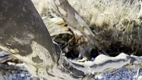 Close up 4K video of texture of old dry tree Stock Footage 187655682