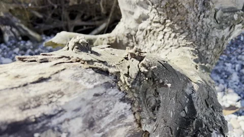Close up 4K video of texture of old dry tree Stock Footage 187657393