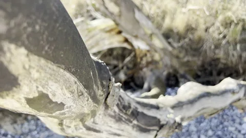Close up 4K video of texture of old dry tree Stock Footage 187662252