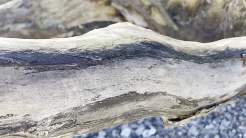 Close up 4K video of texture of old dry tree Stock Footage 187663276