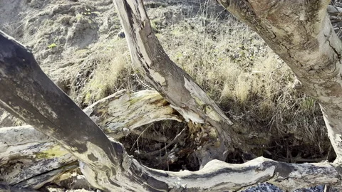 Close up 4K video of texture of old dry tree Stock Footage 187704059