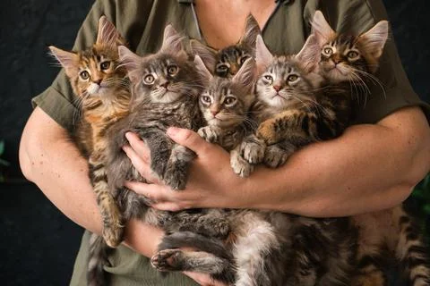 Close-up of 6 two-month-old Maine Coon kittens in caring female hands Stock Photos