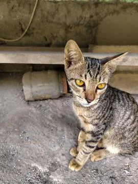 Close up of an abandoned stray kitten Stock Photos