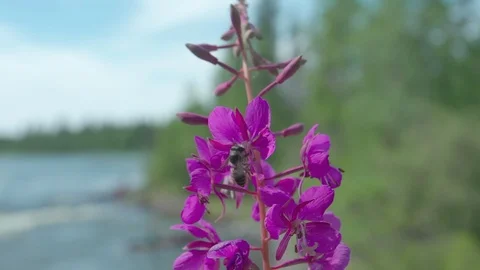 Close-up on abee flying and pollinating on purple flower in slow-motion 스톡 동영상 88343798