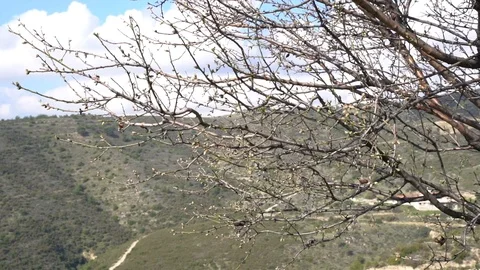 Close up of about to bloom Almond tree Stock Footage 125760694