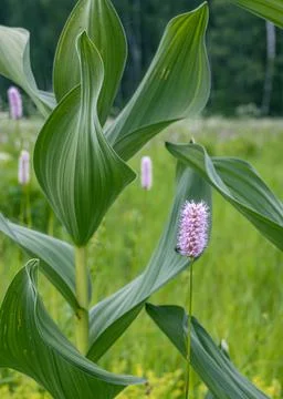 A close-up of the abstract composition of Persicaria bistorta pink blossoms. Stock Photos
