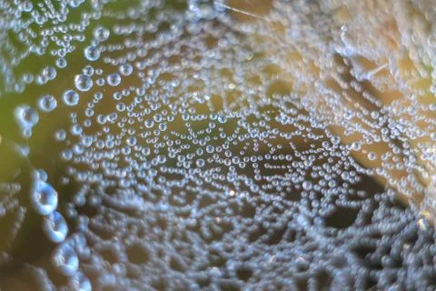 Close-up of abstract dew drops on a dry plant on a web with variable focus an Stock Photos