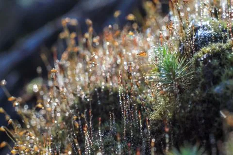 Close-up of abstract dew drops on a dry plant with variable focus and blurred Stock Photos