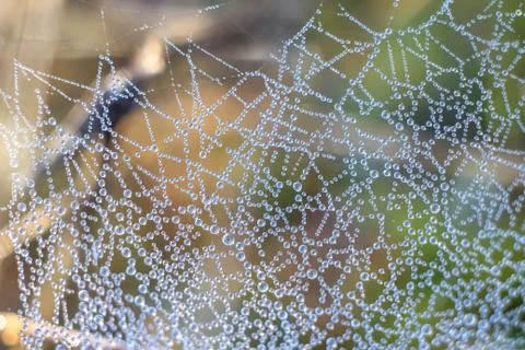Close-up of abstract dew drops on a dry plant on a web with variable focus an Stock Photos