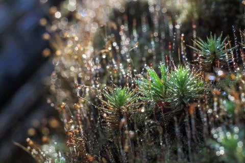 Close-up of abstract dew drops on a dry plant with variable focus and blurred Stock Photos