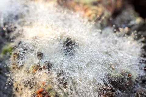 Close-up of abstract dew drops on a dry plant on a web with variable focus an Stock Photos