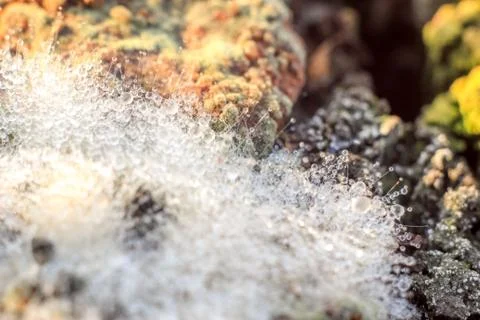 Close-up of abstract dew drops on a dry plant on a web with variable focus an Stock Photos
