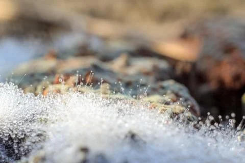 Close-up of abstract dew drops on a dry plant on a web with variable focus an Stock Photos