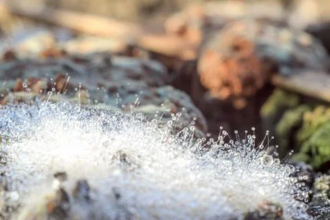 Close-up of abstract dew drops on a dry plant on a web with variable focus an Stock Photos