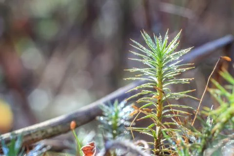 Close-up of abstract dew drops on a dry plant with variable focus and blurred Stock Photos