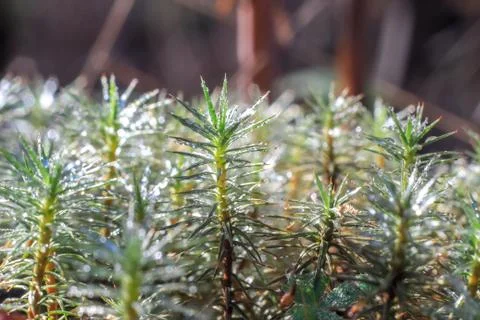 Close-up of abstract dew drops on a dry plant with variable focus and blurred Stock Photos