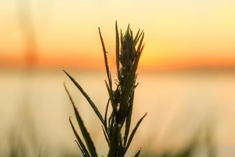 Close-up of abstract dew drops on grass with variable focus and blurred backg Stock Photos