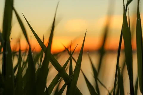 Close-up of abstract dew drops on grass with variable focus and blurred backg Stock Photos