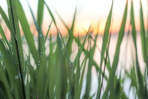 Close-up of abstract dew drops on grass with variable focus and blurred backg Stock Photos