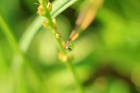 Close-up of abstract dew drops on grass with variable focus and blurred backg Stock Photos