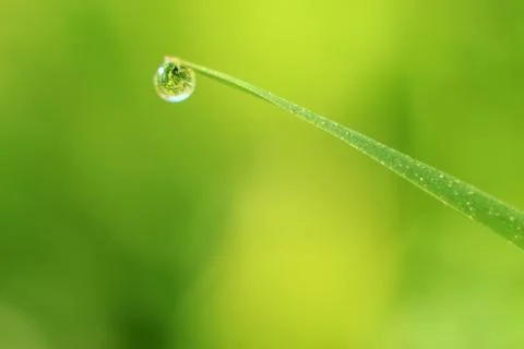 Close-up of abstract dew drops on grass with variable focus and blurred backg Stock Photos